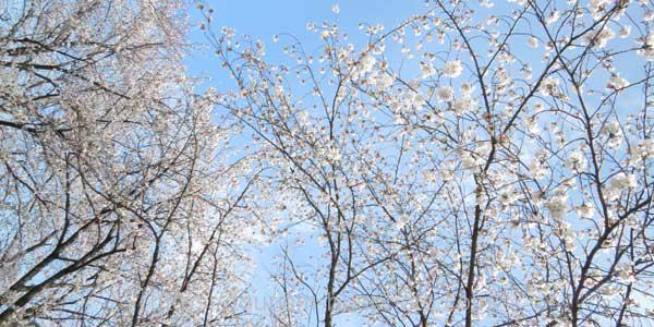 三崎公園の桜