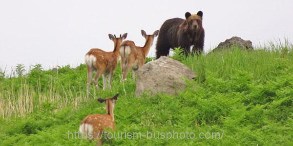 北海道の熊と鹿が対峙